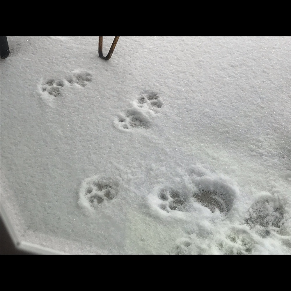 Meet your Posher, Liz